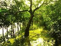 Екзотичната гора на Сундарбанс приключение в най-голямото тропическо мангрово блато в света